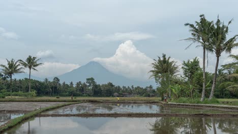 rice paddies with a volcano and palm trees in the background