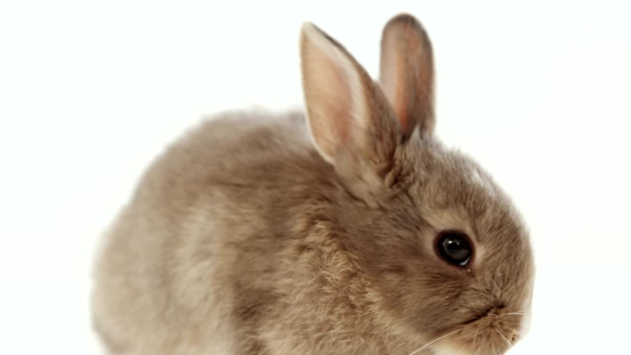 conejo de Pascua sobre fondo blanco