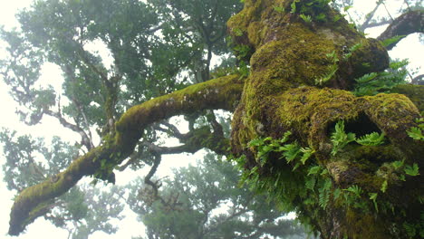 Nahaufnahme-Des-Feenwaldes,-Wald-Von-Fanal,-Madeira,-Horror,-Nebel,-Nebel,-Bewölkt,-Moos,-Geheimnisvoll,-Fantasie,-Regnerisch