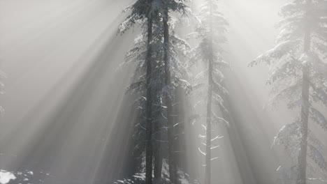 misty fog in pine forest on mountain slopes