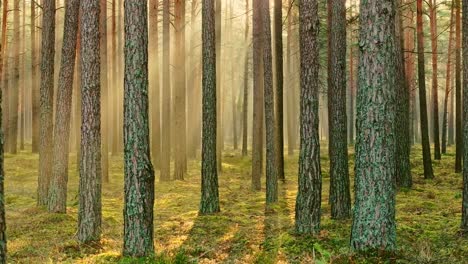 sunbeams filtering through tall pine trees as camera moves backward, slow motion