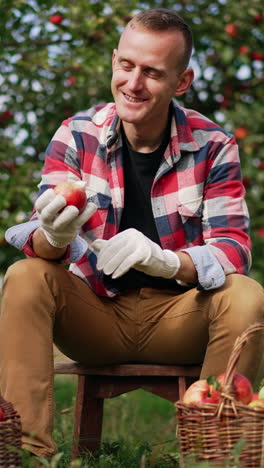 happy mid-aged caucasian farmer sitting on a tabouret in the garden. smiling man looks at red apples he picked into the baskets. vertical video