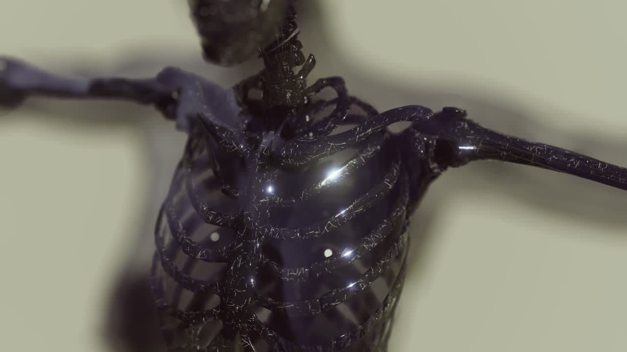 Detailed view of human skeleton anatomy showcasing rib cage and shoulders