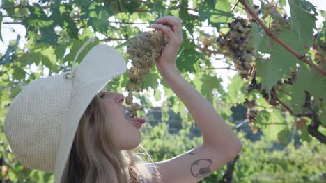 girl eating a bunch of grapes in a vineyard - close up