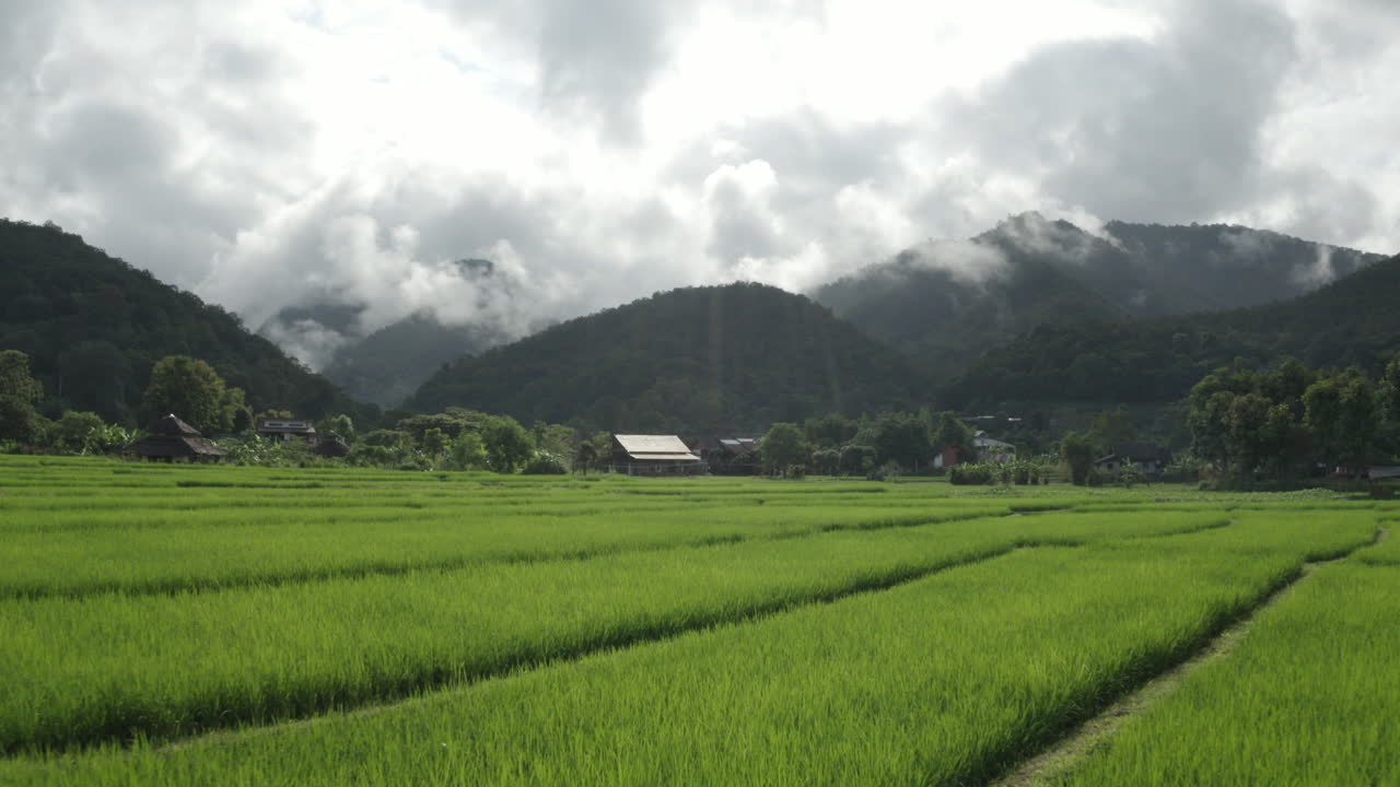 Rice Terrace Farm Plantation with small farm house. Peaceful Countryside Scenery in Thailand, Asia - against a beautiful forest covered mountain backdrop.