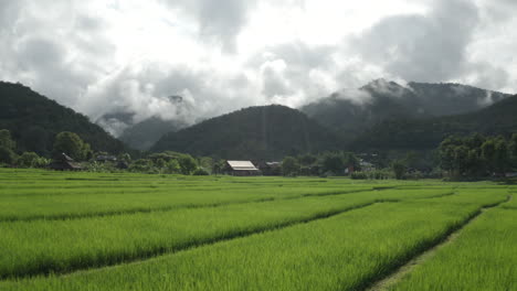 rice terrace farm plantation with small farm house. peaceful countryside scenery in thailand, asia - against a beautiful forest covered mountain backdrop.