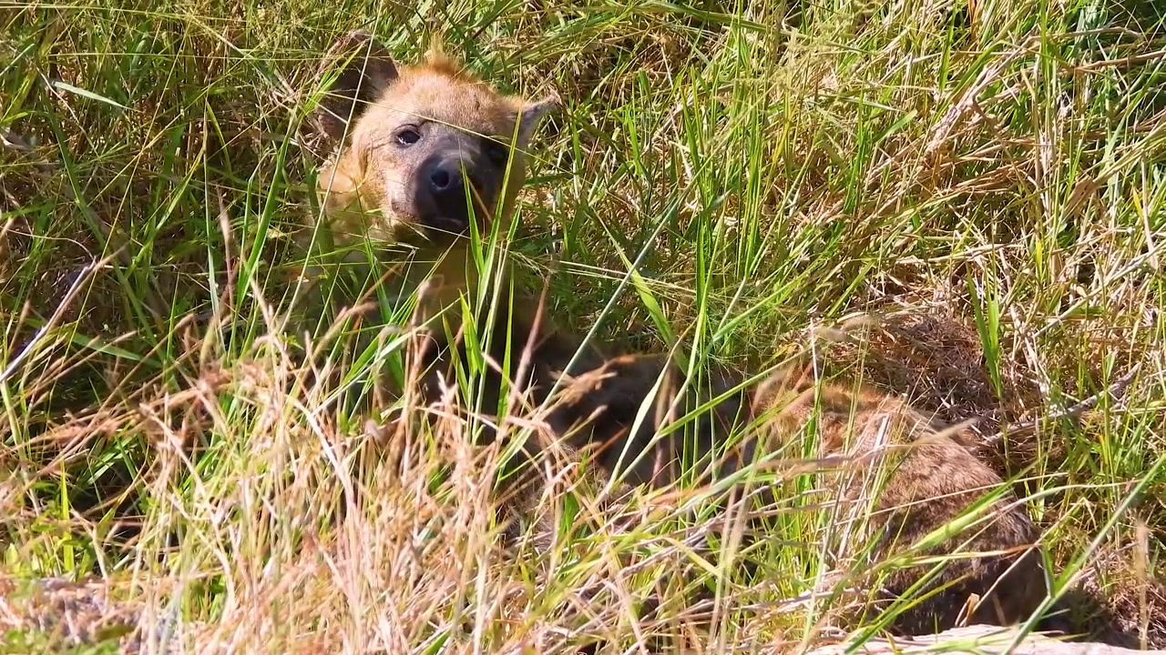 Iena maculata che si guarda intorno in cerca di predatori nel Parco Nazionale Kruger in Sudafrica.