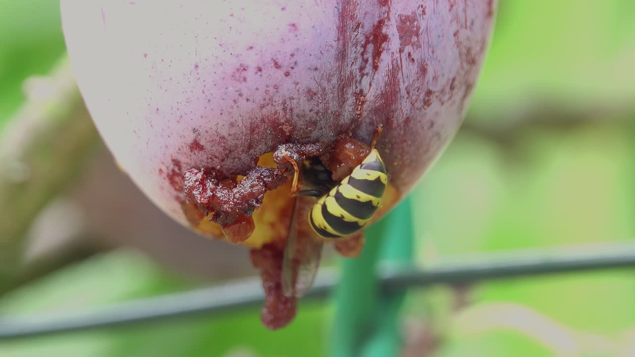 Wasp feeding on a Opal plum hanging on a tree in an English country garden