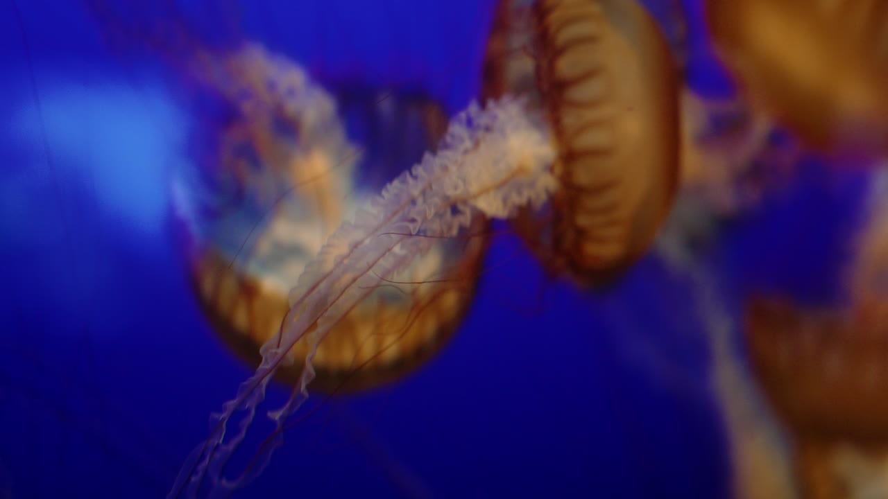 grandes medusas amarillas con tentáculos rojos y blancos nadando en un fondo azul