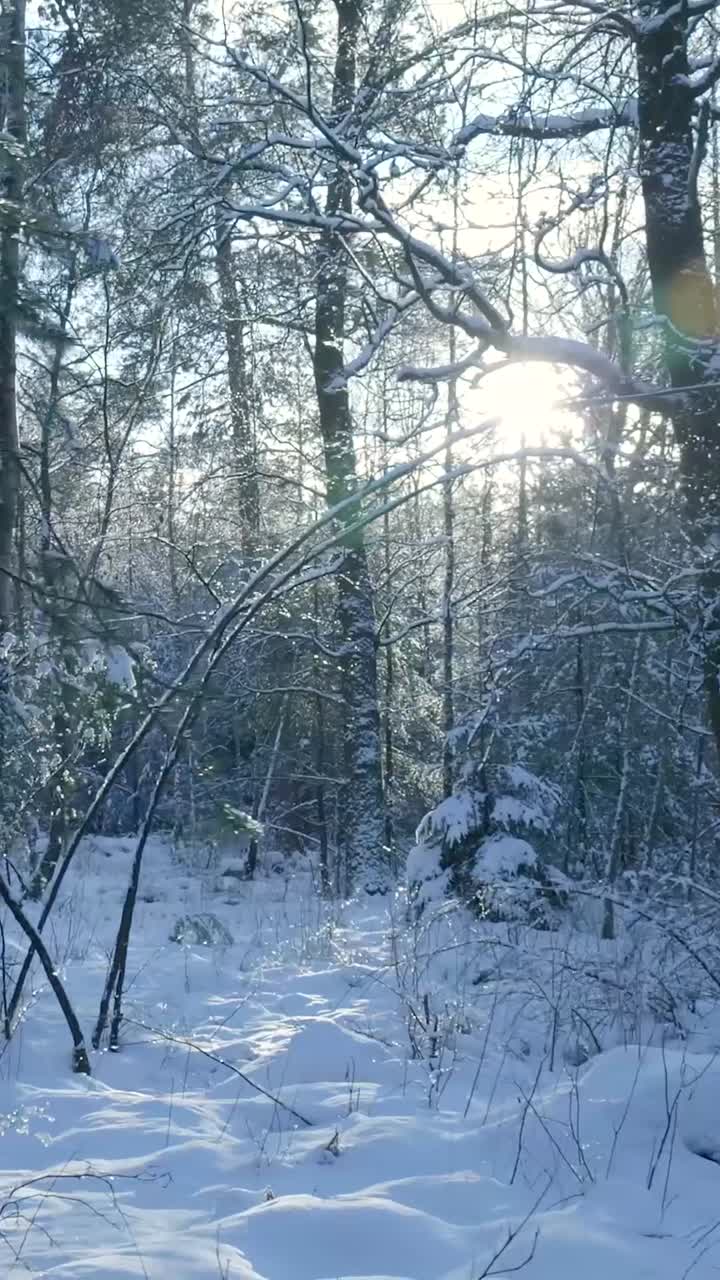 Klare solstråler i en sneklædt vinterkov