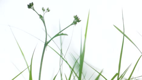 a view from beneath the green grass moving in the wind