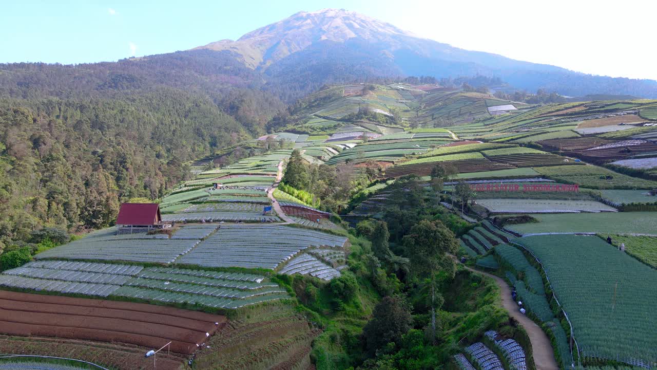 вид с воздуха на сельскохозяйственное поле на склоне горы