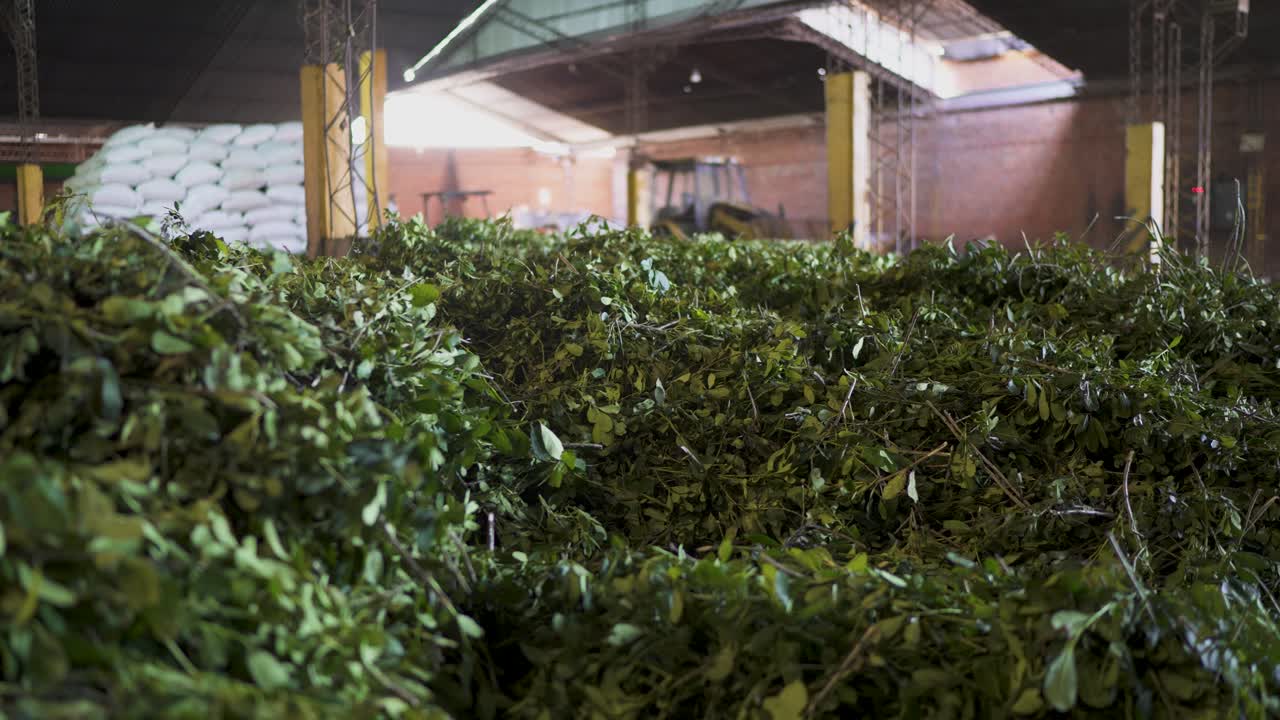 Panoramic closeup at Freshly harvested green yerba mate leaves in Misiones, Argentina