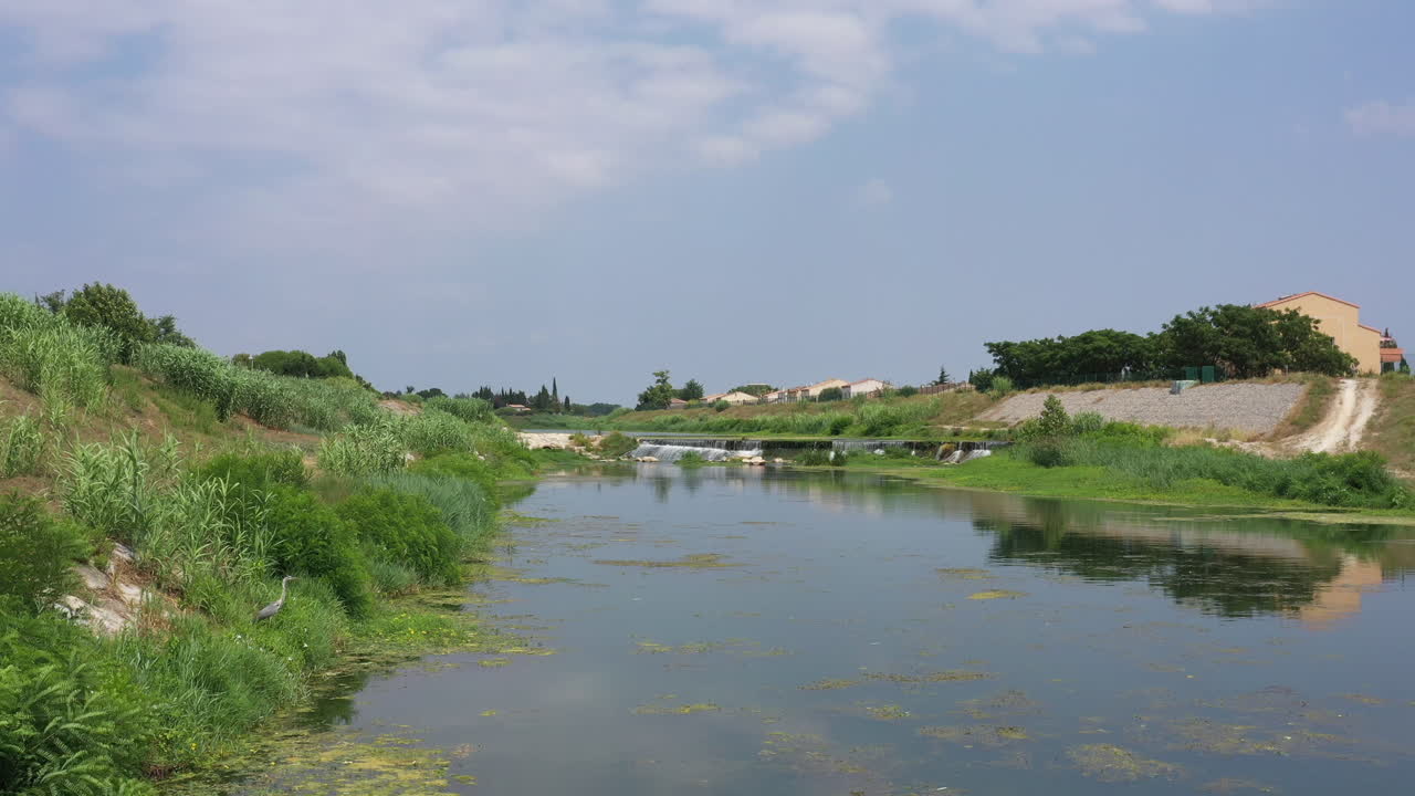 Ardea cinerea Linnaeus Balıkçıl Lez Nehri üzerinde havadan uçuşla havalanıyor