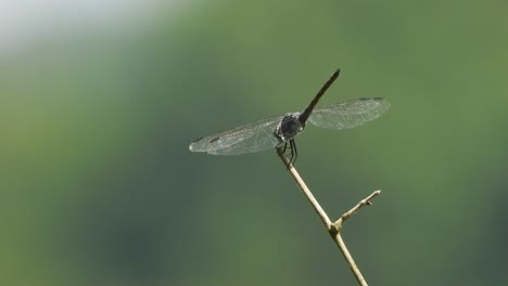 libélula en el viento - esperando comida