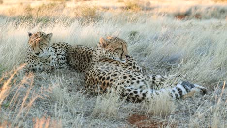 close-up: cheetahs relax in savanna shade, one looks toward camera