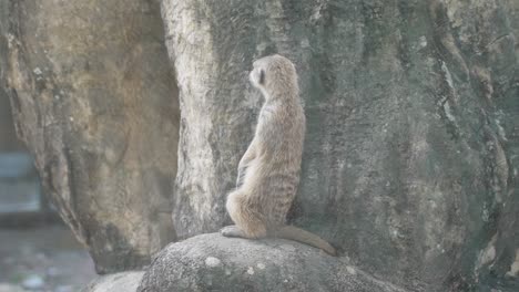 suricata de pie sobre una gran roca