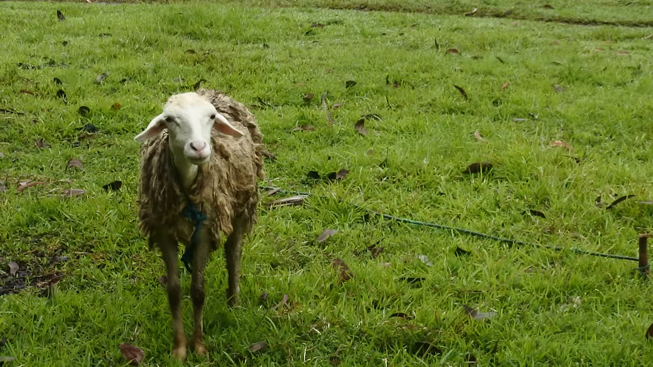 Pecore bianche al pascolo in un campo.