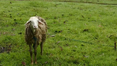 Ovejas-Blancas-Pastando-En-Un-Campo