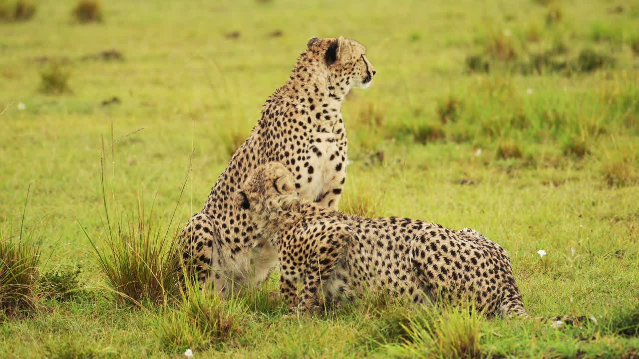 cámara lenta de la madre del guepardo en la lluvia arreglándose lamiendo la piel, la madre cuidando y cuidando a los cachorros mientras llueve en kenia áfrica temporada de lluvias, mojado de cerca en masai mara en un safari de vida silvestre