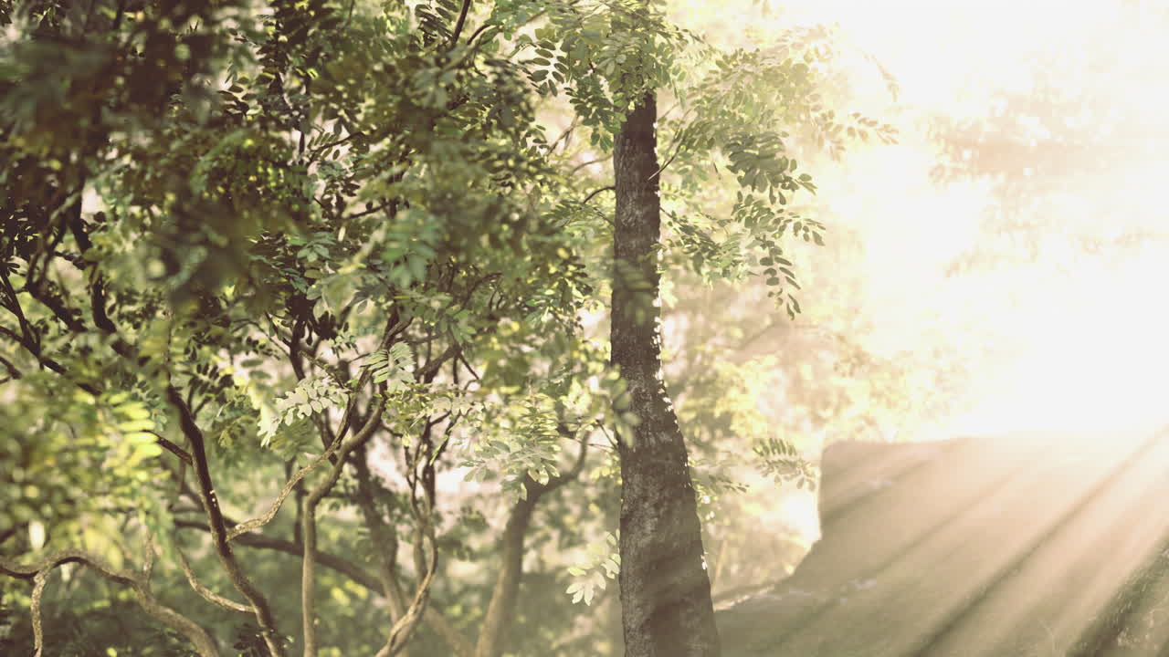 Light filtering through lush trees in a serene forest environment