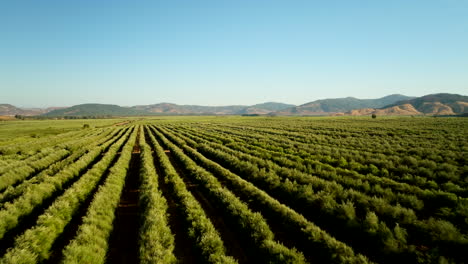 aerial over treetops of olive grove on commercial farm processing for olive oil