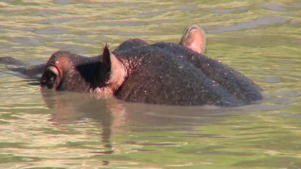 Nærbilde av et flodhesthode som titter ut av et vannhull i Afrika