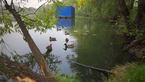 Wildenten-Schwimmen-Im-Herbst-Im-Kiewer-See-In-Der-Nähe-Von-Poznyaki