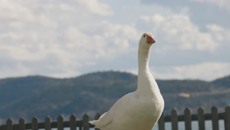 A-close-up-shot-of-a-white-duck-Kwaking-on-green-grass,-blue-lake-and-beautiful-mountains-in-the-background,-dreamy-exotic-wildlife,-fall-tones,-RF-Lens,-4K-video,-slow-motion