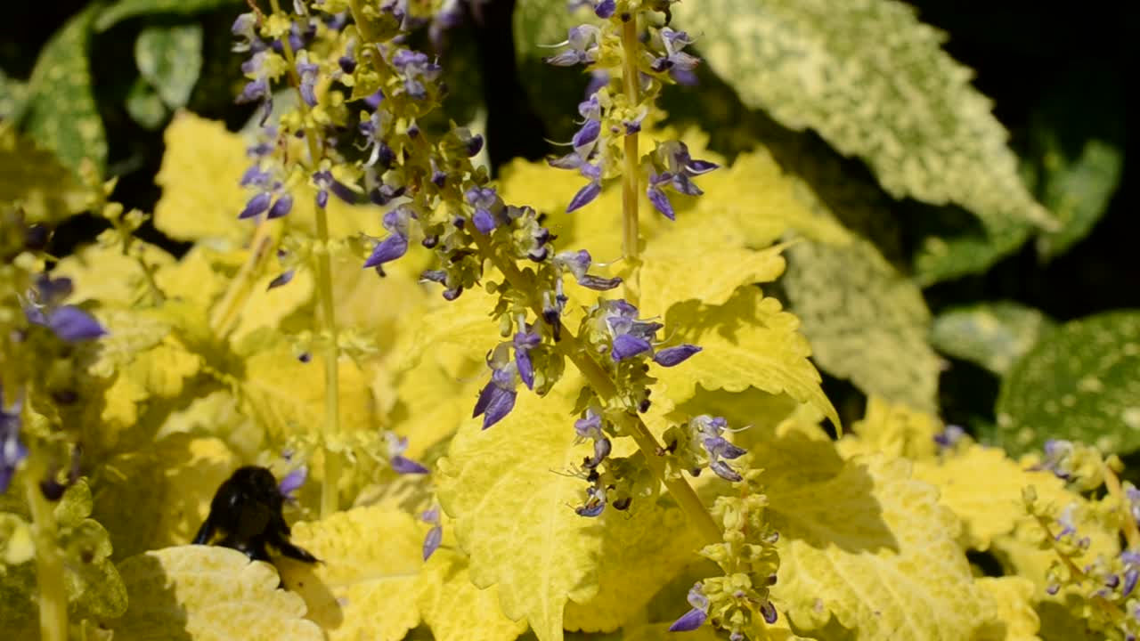 Fiori, bombo