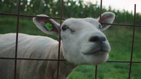 close up of curious sheep lamb looking at camera, behind fence