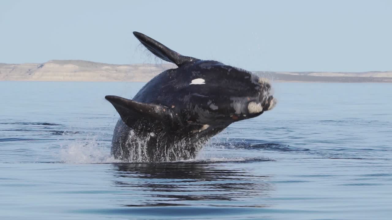 푸에르토 피라미데스의 잔잔한 수면을 침범하는 아름다운 남방긴수염고래 - 반도 발데스와 아래로 튀는 - 느린 동작