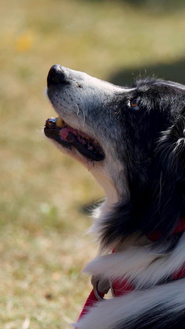 Border Collie raises head and looks upward in grassy outdoor setting, sunlight highlighting fur