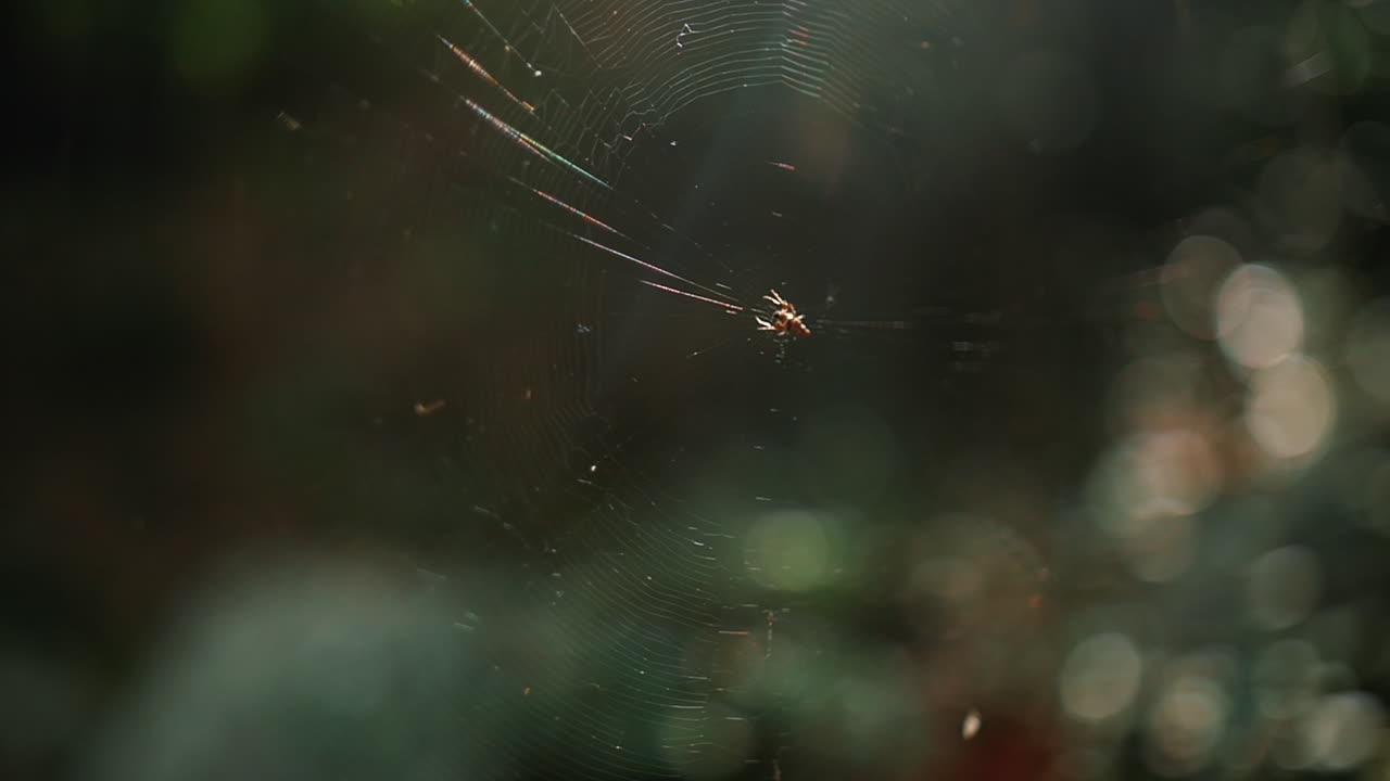 Spider On Its Web With Blurry Forest At Background During Sunny Day
