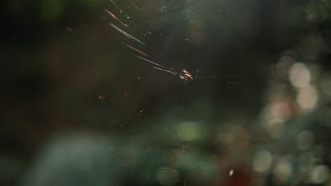 araña en su telaraña con bosque borroso en el fondo durante el día soleado