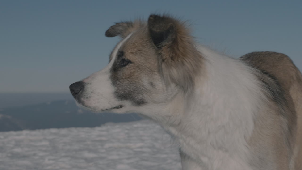 un perro en una montaña de invierno