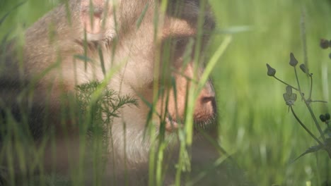 pig tailed macaque playing in the grass in the zoo