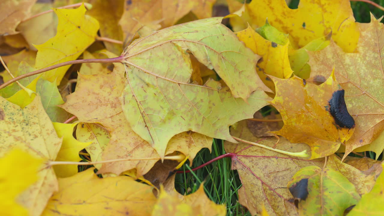 Colorful autumn leaves on grass creating a vibrant seasonal mood