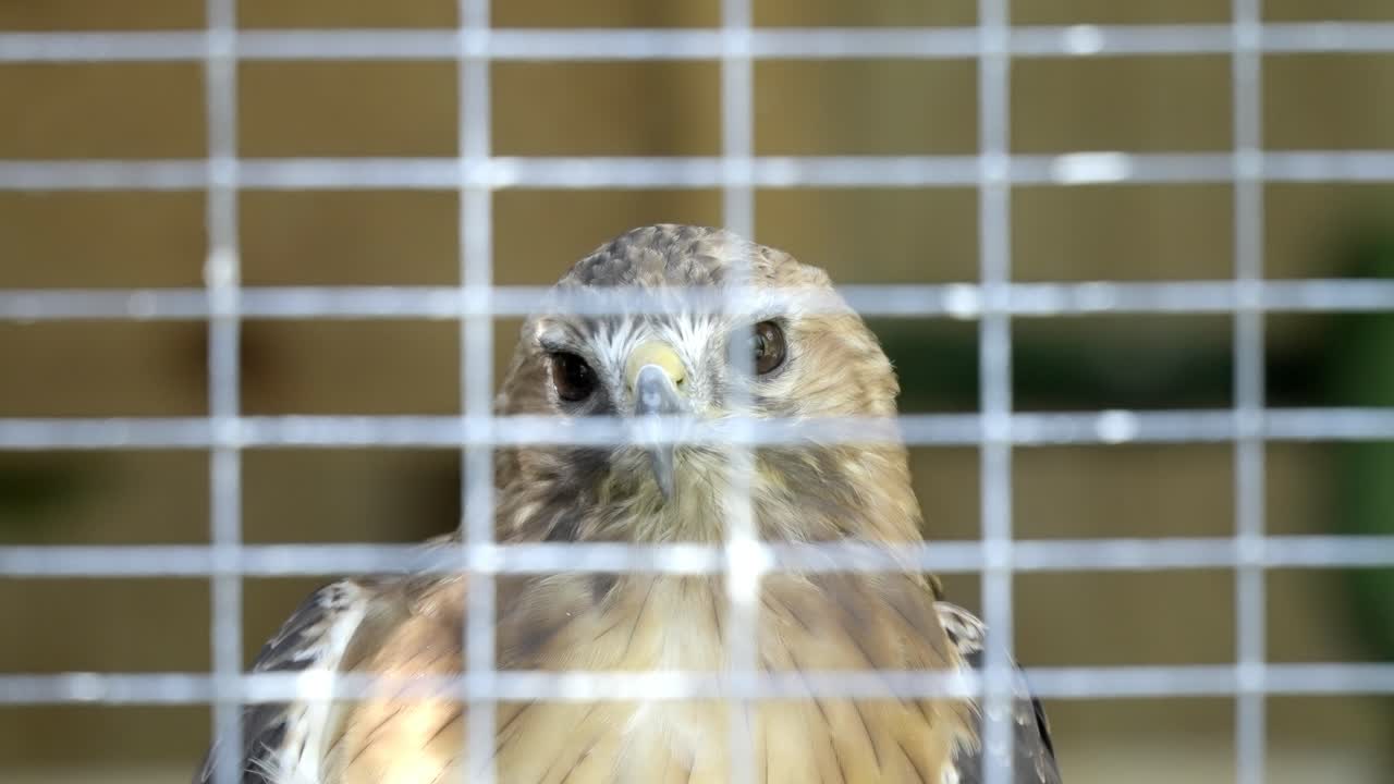 Close-up of a captive hawk's intense stare through the wire of its cage