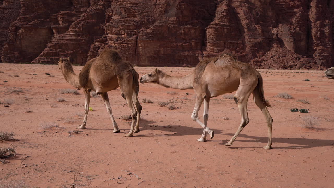 unos camellos caminan lentamente por el desierto de wadi rum