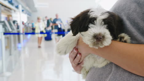 mujer sosteniendo un cachorro en el aeropuerto