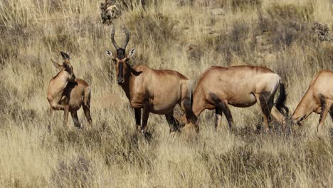 Red-hartebeest-antelopes-grazing-in-natural-habitat-against-a-blue-sky,-South-Africa