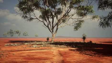 árbol de acacia en la sabana africana