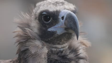 Cinereous-vulture-(Aegypius-monachus)-is-a-large-raptorial-bird-that-is-distributed-through-much-of-temperate-Eurasia.-It-is-also-known-as-the-black-vulture,-monk-or-Eurasian-black-vulture.