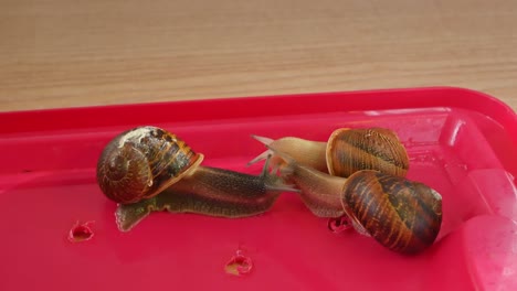 Three-Snails-kissing-each-other