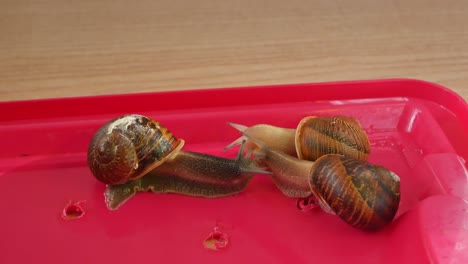 three snails kissing each other