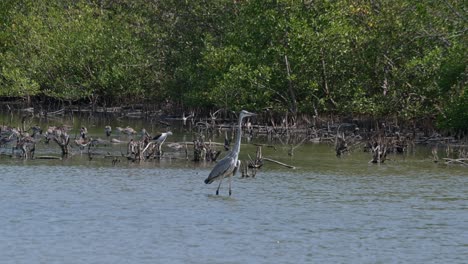 Mirando-Hacia-La-Derecha-Vadeando-En-El-Agua-Mientras-Se-Ven-Otras-Aves-Al-Fondo-En-Un-Bosque-De-Manglares,-Garza-Gris-Ardea-Cinerea,-Tailandia