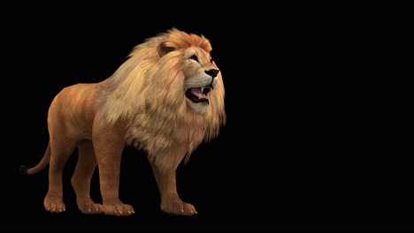 a lion walking on black background with alpha channel included at the end of the video, 3d animation, perspective view, animated animals, seamless loop animation