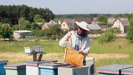 frames of a bee hive. young beekeeper man holding wooden frame with bees for checking while working in apiary