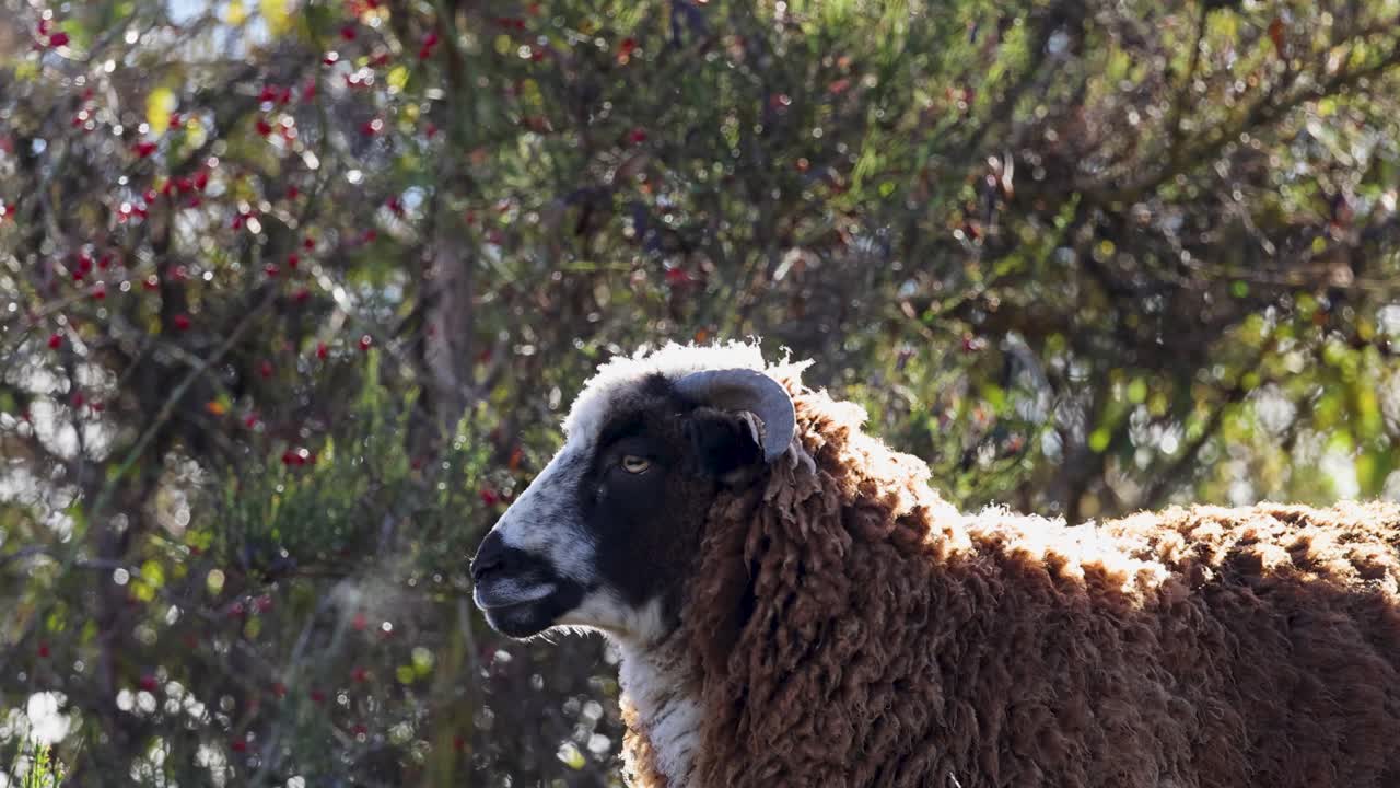 A woolly horned sheep stands calmly in a lush, sunlit environment in Queenstown, New Zealand, captured with steady camera work